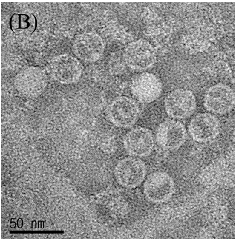 Sapelovirus 전자현미경 사진