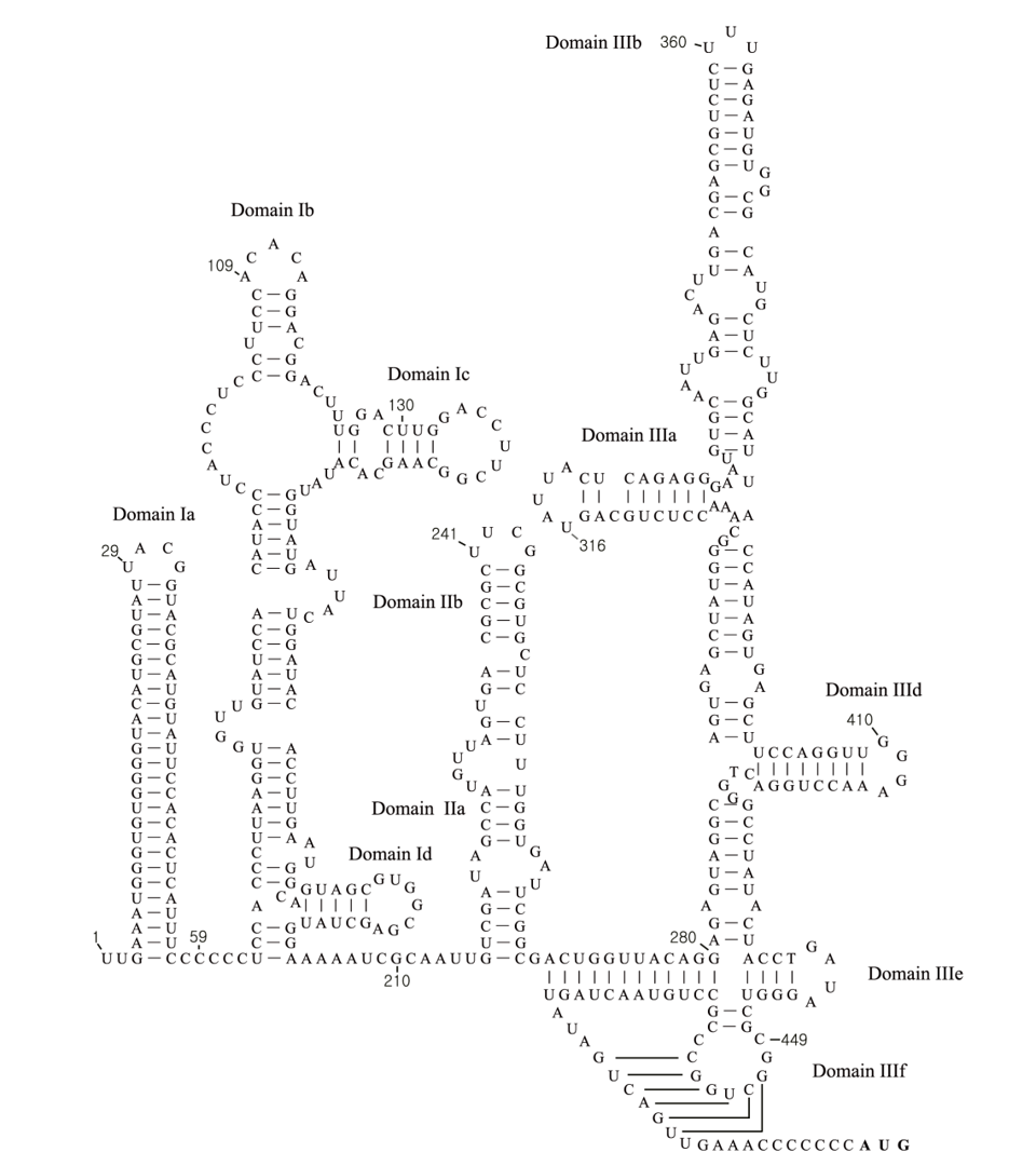 Sapelovirus 염기서열 지도
